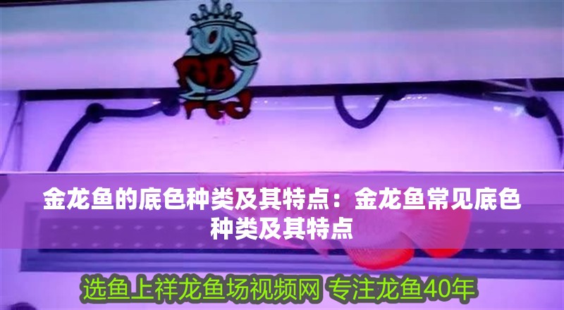 金龍魚的底色種類及其特點：金龍魚常見底色種類及其特點 金龍魚的底色種類及其特點：金龍魚常見底色種類及其特點 龍魚百科