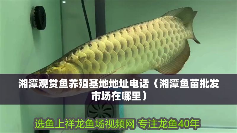 湘潭觀賞魚養殖基地地址電話（湘潭魚苗批發市場在哪里）