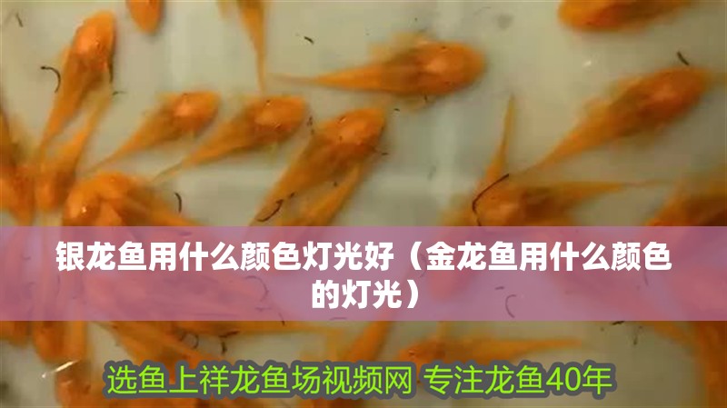 銀龍魚用什么顏色燈光好（金龍魚用什么顏色的燈光）