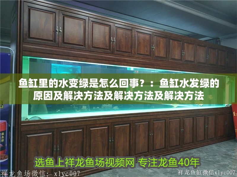 魚缸里的水變綠是怎么回事？：魚缸水發(fā)綠的原因及解決方法及解決方法及解決方法