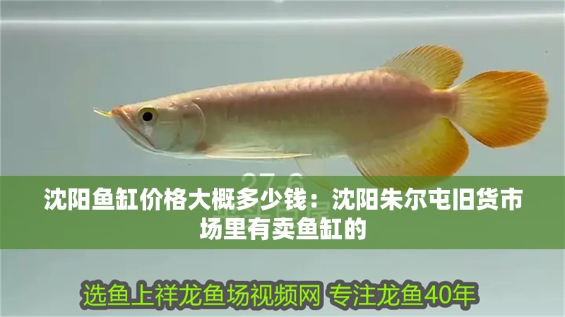 沈陽魚缸價格大概多少錢：沈陽朱爾屯舊貨市場里有賣魚缸的