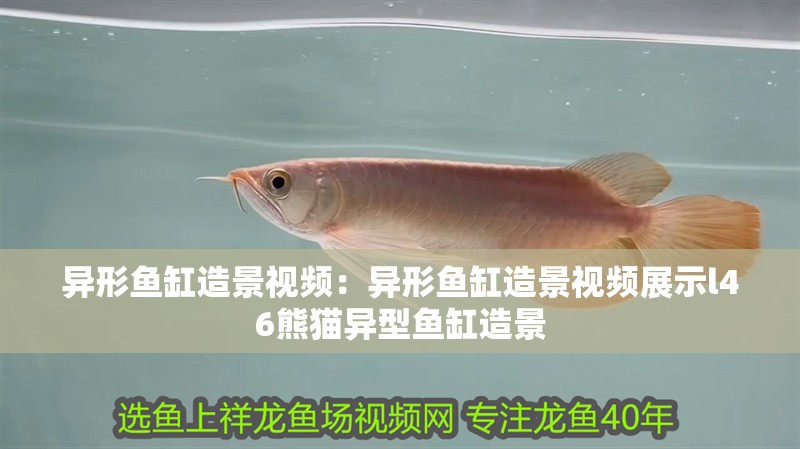 異形魚缸造景視頻：異形魚缸造景視頻展示l46熊貓異型魚缸造景 異形魚缸造景視頻：異形魚缸造景視頻展示l46熊貓異型魚缸造景 魚缸百科