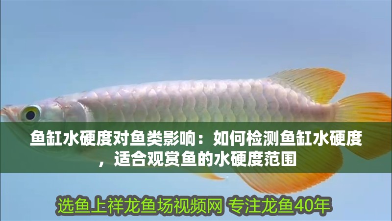 魚缸水硬度對魚類影響：如何檢測魚缸水硬度，適合觀賞魚的水硬度范圍 魚缸水硬度對魚類影響：如何檢測魚缸水硬度，適合觀賞魚的水硬度范圍 魚缸百科