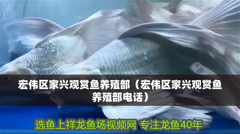 宏偉區家興觀賞魚養殖部（宏偉區家興觀賞魚養殖部電話）