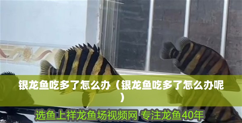銀龍魚吃多了怎么辦（銀龍魚吃多了怎么辦呢）