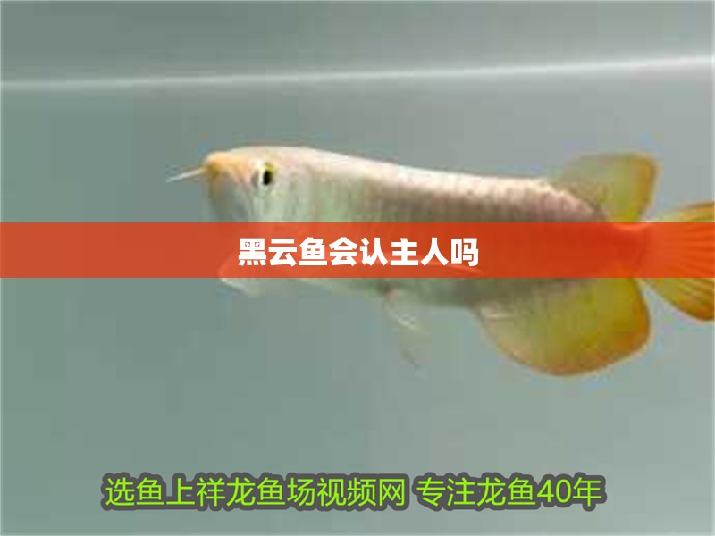 黑云魚會認主人嗎