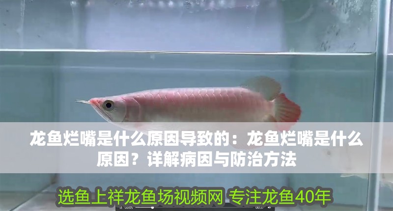 虎魚天天黑來點赤瞳黃金 龍魚爛嘴是什么原因導致的:龍魚爛嘴是什么原因?詳解病因與防治方法 龍魚百科 龍魚爛嘴是什么原因導致的:龍魚爛嘴是什么原因?詳解病因與防治方法 龍魚爛嘴是什么原因導致的:龍魚爛嘴是什么原因?詳解病因與防治方法 龍魚百科
