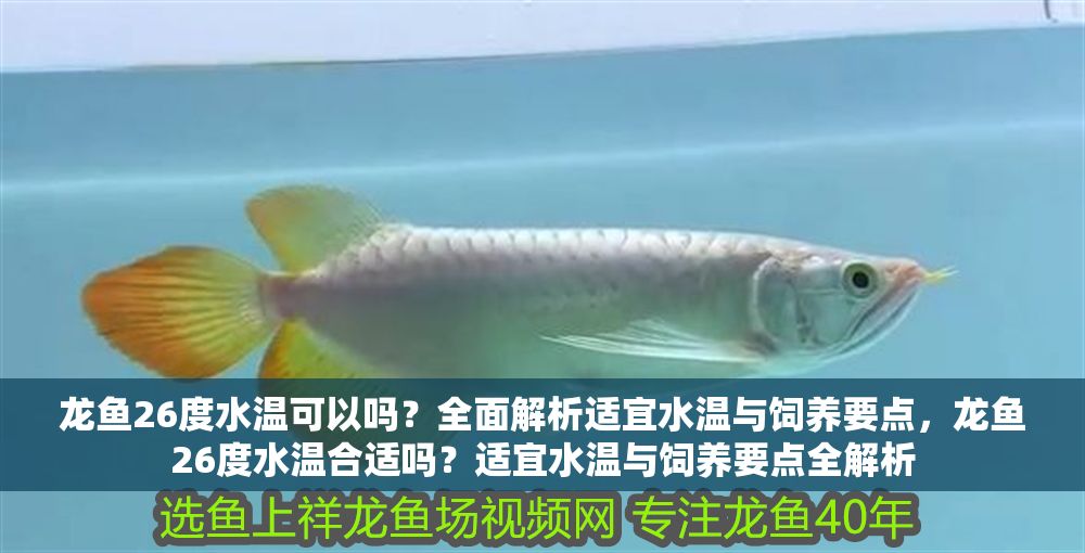 龍魚26度水溫可以嗎?全面解析適宜水溫與飼養(yǎng)要點,龍魚26度水溫合適嗎?適宜水溫與飼養(yǎng)要點全解析 龍魚百科 第1張 龍魚26度水溫可以嗎?全面解析適宜水溫與飼養(yǎng)要點,龍魚26度水溫合適嗎?適宜水溫與飼養(yǎng)要點全解析 龍魚26度水溫可以嗎?全面解析適宜水溫與飼養(yǎng)要點,龍魚26度水溫合適嗎?適宜水溫與飼養(yǎng)要點全解析 龍魚百科 第1張