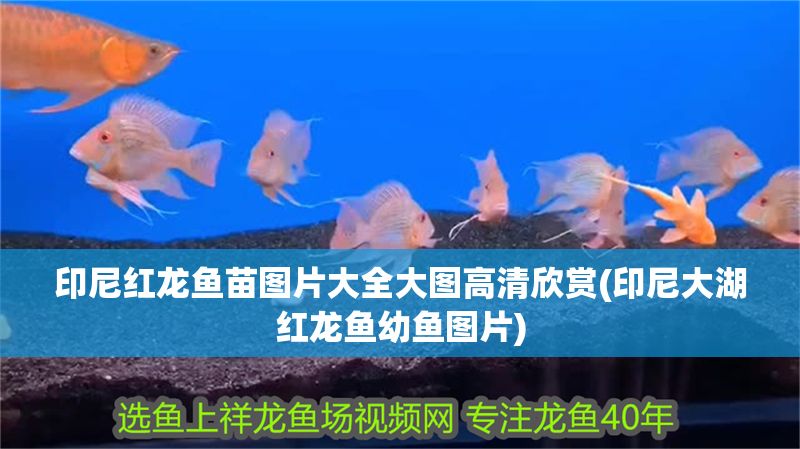印尼紅龍魚苗圖片大全大圖高清欣賞(印尼大湖紅龍魚幼魚圖片) 印尼紅龍魚苗圖片大全大圖高清欣賞(印尼大湖紅龍魚幼魚圖片) 大湖紅龍魚百科 第1張