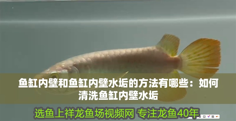 魚缸內壁和魚缸內壁水垢的方法有哪些：如何清洗魚缸內壁水垢