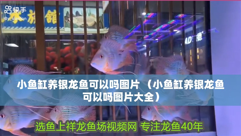 小魚缸養銀龍魚可以嗎圖片 （小魚缸養銀龍魚可以嗎圖片大全）