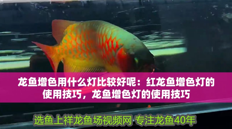 龍魚增色用什么燈比較好呢：紅龍魚增色燈的使用技巧，龍魚增色燈的使用技巧 龍魚增色用什么燈比較好呢：紅龍魚增色燈的使用技巧，龍魚增色燈的使用技巧 龍魚百科