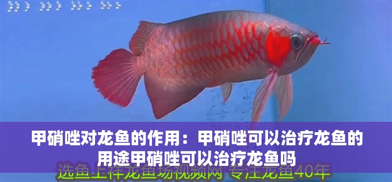 甲硝唑對龍魚的作用：甲硝唑可以治療龍魚的用途甲硝唑可以治療龍魚嗎