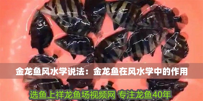 金龍魚風水學說法：金龍魚在風水學中的作用