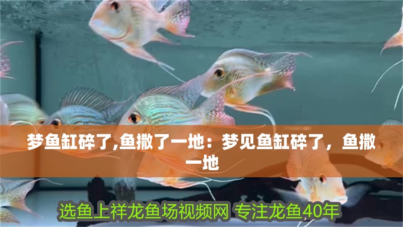 魚缸用增氧泵價格是多少:魚缸增氧機-xtrac增氧機-xtrac增氧機 夢魚缸碎了,魚撒了一地:夢見魚缸碎了,魚撒一地 魚缸百科 夢魚缸碎了,魚撒了一地:夢見魚缸碎了,魚撒一地 夢魚缸碎了,魚撒了一地:夢見魚缸碎了,魚撒一地 魚缸百科