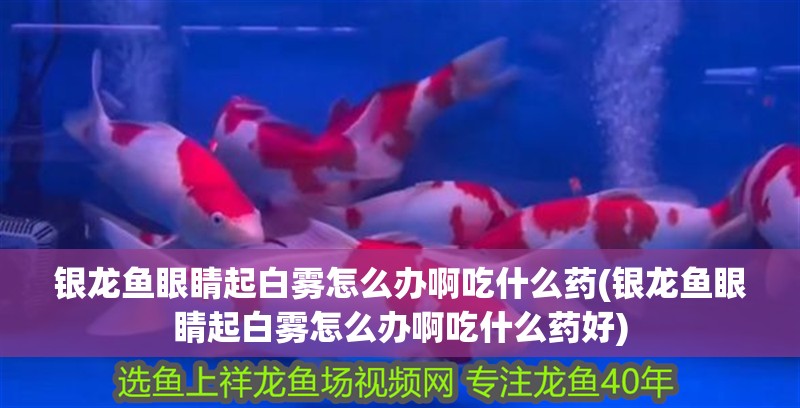 銀龍魚眼睛起白霧怎么辦啊吃什么藥(銀龍魚眼睛起白霧怎么辦啊吃什么藥好)