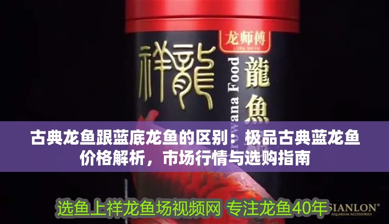 古典龍魚跟藍底龍魚的區別：極品古典藍龍魚價格解析，市場行情與選購指南 古典龍魚跟藍底龍魚的區別：極品古典藍龍魚價格解析，市場行情與選購指南 龍魚百科