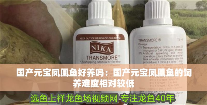 國產元寶鳳凰魚好養嗎：國產元寶鳳凰魚的飼養難度相對較低