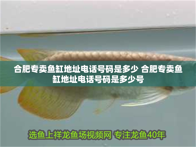 合肥專賣魚缸地址電話號碼是多少 合肥專賣魚缸地址電話號碼是多少號 合肥專賣魚缸地址電話號碼是多少 合肥專賣魚缸地址電話號碼是多少號 銀龍魚百科
