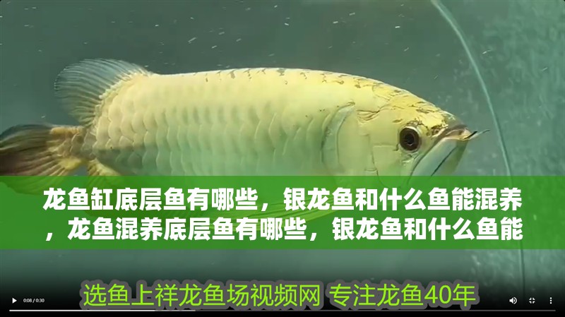 龍魚缸底層魚有哪些，銀龍魚和什么魚能混養，龍魚混養底層魚有哪些，銀龍魚和什么魚能混養