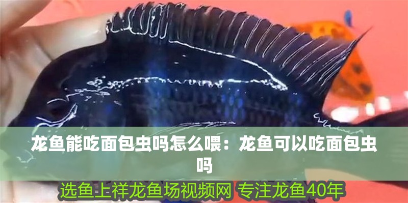 龍魚能吃面包蟲嗎怎么喂：龍魚可以吃面包蟲嗎
