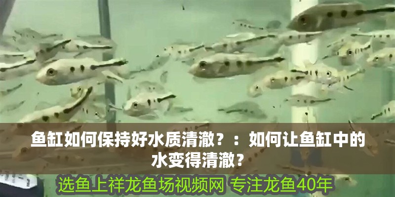 魚缸如何保持好水質清澈？：如何讓魚缸中的水變得清澈？
