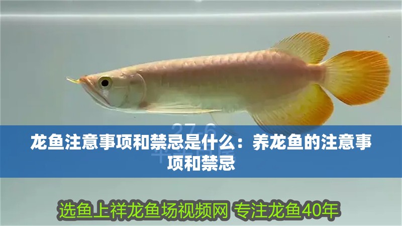 龍魚注意事項和禁忌是什么：養(yǎng)龍魚的注意事項和禁忌