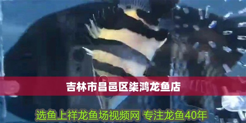 吉林市昌邑區(qū)柒鴻龍魚店