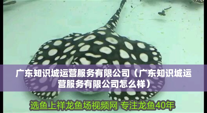廣東知識城運營服務有限公司（廣東知識城運營服務有限公司怎么樣）