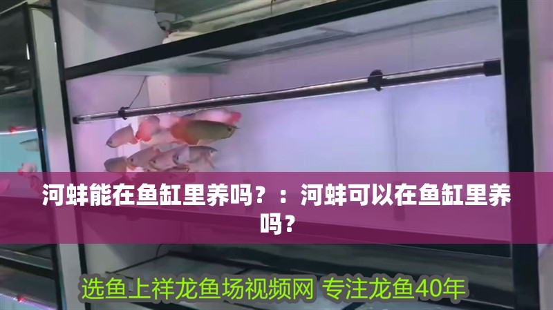 龍魚怕什么 河蚌能在魚缸里養嗎?:河蚌可以在魚缸里養嗎? 魚缸百科 河蚌能在魚缸里養嗎?:河蚌可以在魚缸里養嗎? 河蚌能在魚缸里養嗎?:河蚌可以在魚缸里養嗎? 魚缸百科