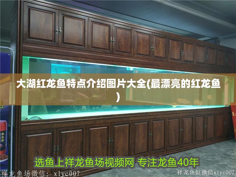 大湖紅龍魚特點(diǎn)介紹圖片大全(最漂亮的紅龍魚)