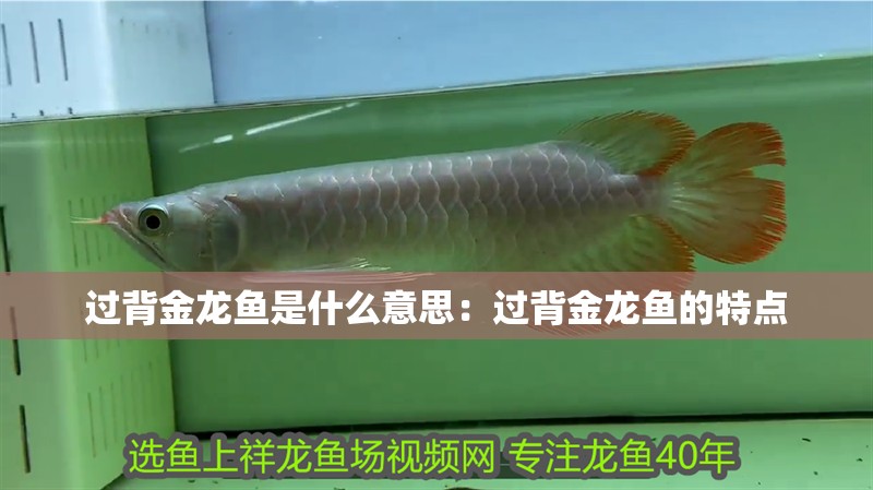 過背金龍魚是什么意思：過背金龍魚的特點