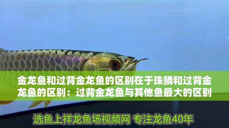 金龍魚和過背金龍魚的區別在于珠鱗和過背金龍魚的區別：過背金龍魚與其他魚最大的區別是什么？