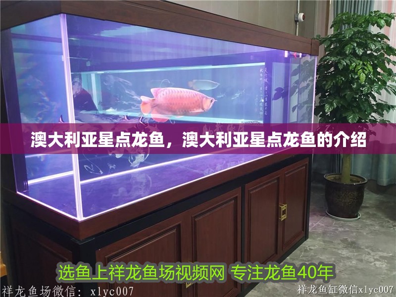 澳大利亞星點龍魚，澳大利亞星點龍魚的介紹