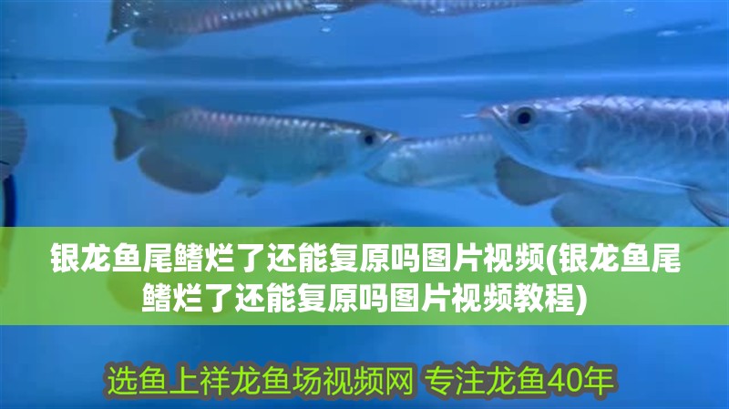 銀龍魚尾鰭爛了還能復原嗎圖片視頻(銀龍魚尾鰭爛了還能復原嗎圖片視頻教程)