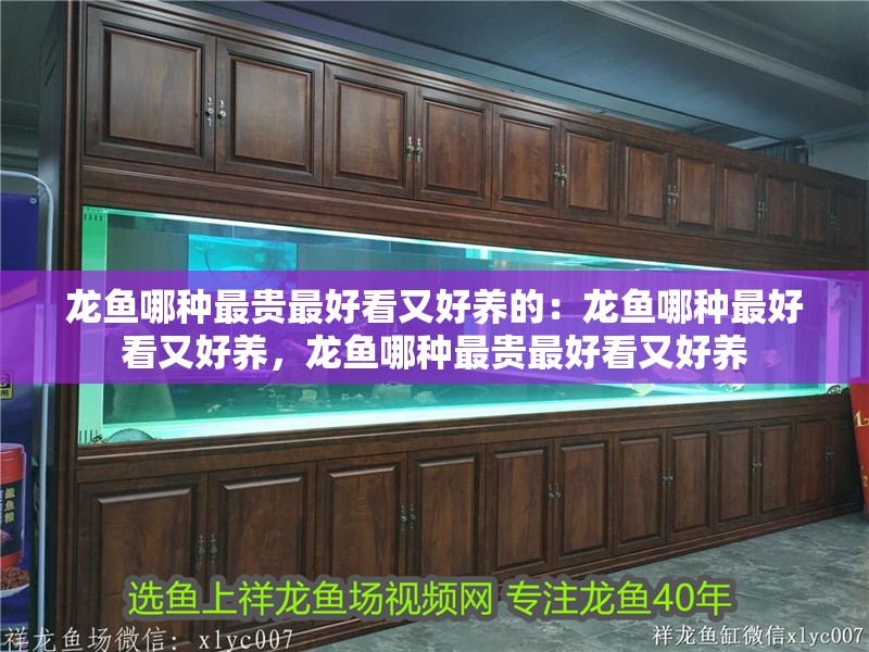 龍魚哪種最貴最好看又好養的：龍魚哪種最好看又好養，龍魚哪種最貴最好看又好養