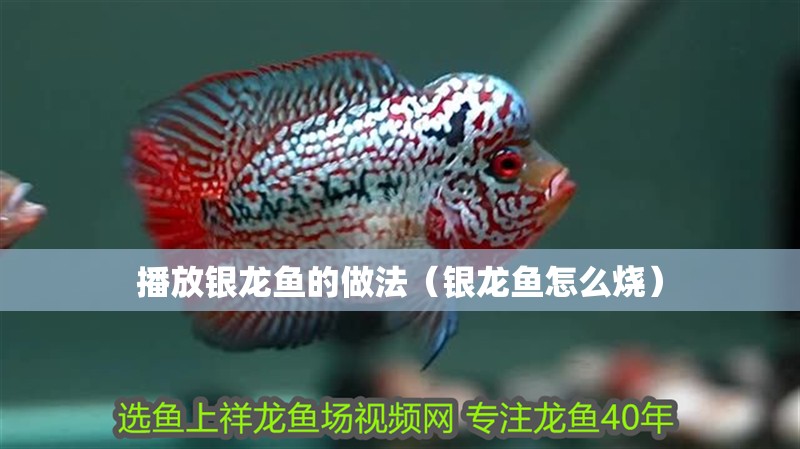 播放銀龍魚的做法（銀龍魚怎么燒） 播放銀龍魚的做法（銀龍魚怎么燒） 銀龍魚百科
