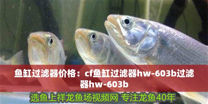 魚缸過濾器價格：cf魚缸過濾器hw-603b過濾器hw-603b 魚缸過濾器價格：cf魚缸過濾器hw-603b過濾器hw-603b 魚缸百科