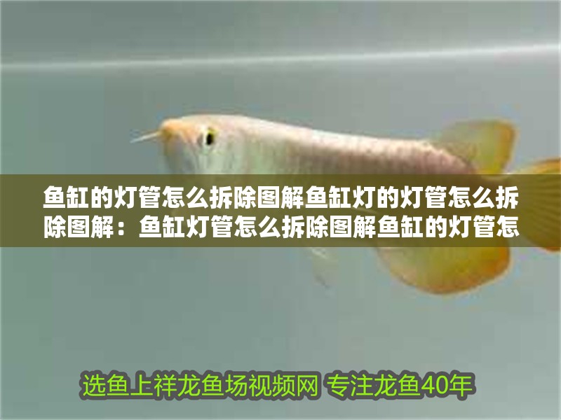 魚缸的燈管怎么拆除圖解魚缸燈的燈管怎么拆除圖解：魚缸燈管怎么拆除圖解魚缸的燈管怎么拆除圖解，魚缸燈管怎么拆除 魚缸的燈管怎么拆除圖解魚缸燈的燈管怎么拆除圖解：魚缸燈管怎么拆除圖解魚缸的燈管怎么拆除圖解，魚缸燈管怎么拆除 魚缸百科