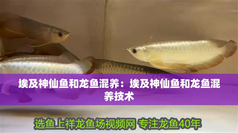 埃及神仙魚和龍魚混養：埃及神仙魚和龍魚混養技術