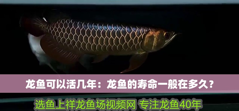 龍魚可以活幾年：龍魚的壽命一般在多久？