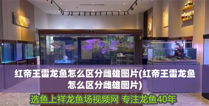 紅帝王雷龍魚怎么區分雌雄圖片(紅帝王雷龍魚怎么區分雌雄圖片)