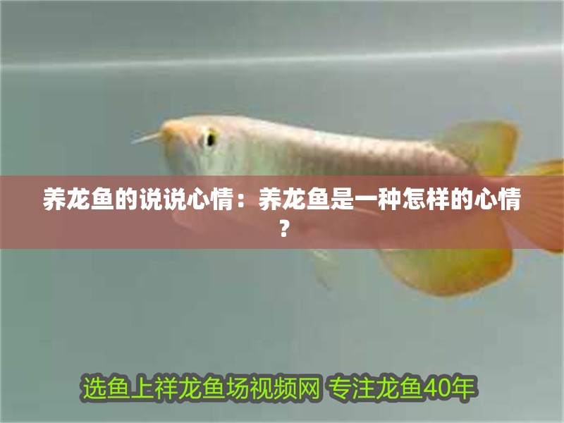 養(yǎng)龍魚的說說心情：養(yǎng)龍魚是一種怎樣的心情？