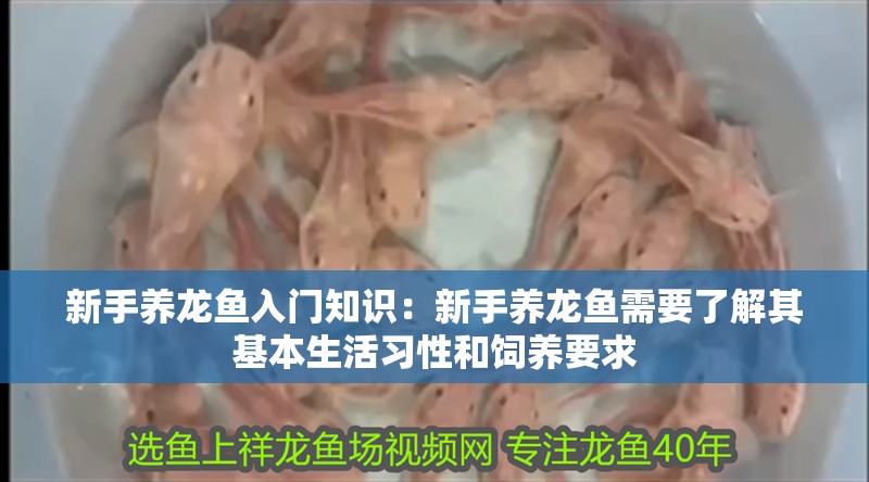新手養龍魚入門知識：新手養龍魚需要了解其基本生活習性和飼養要求