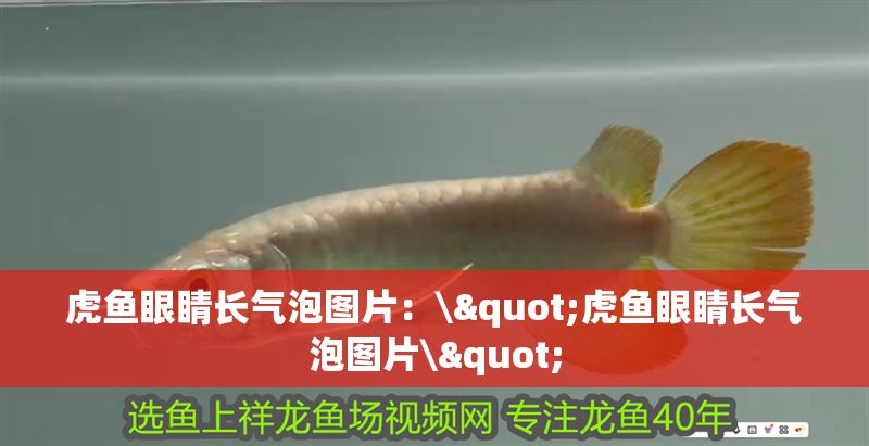 虎魚眼睛長氣泡圖片：\"虎魚眼睛長氣泡圖片\"