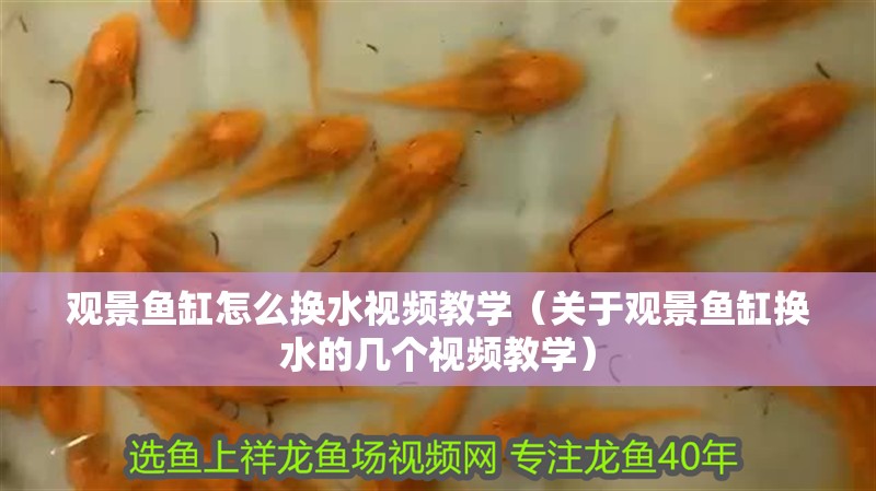 觀景魚缸怎么換水視頻教學(xué)（關(guān)于觀景魚缸換水的幾個(gè)視頻教學(xué)）