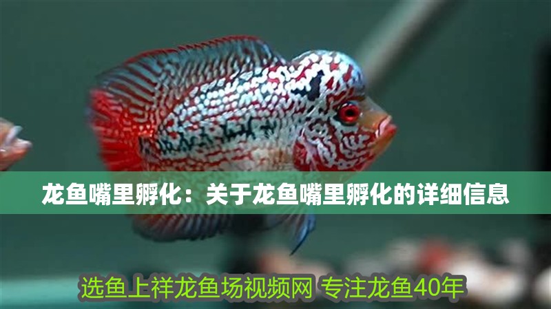龍魚嘴里孵化：關于龍魚嘴里孵化的詳細信息