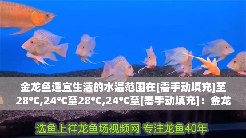 金龍魚(yú)適宜生活的水溫范圍在[需手動(dòng)填充]至28℃,24℃至28℃,24℃至[需手動(dòng)填充]：金龍魚(yú)適合多少溫度的水溫呢？ 金龍魚(yú)適宜生活的水溫范圍在[需手動(dòng)填充]至28℃,24℃至28℃,24℃至[需手動(dòng)填充]：金龍魚(yú)適合多少溫度的水溫呢？ 龍魚(yú)百科