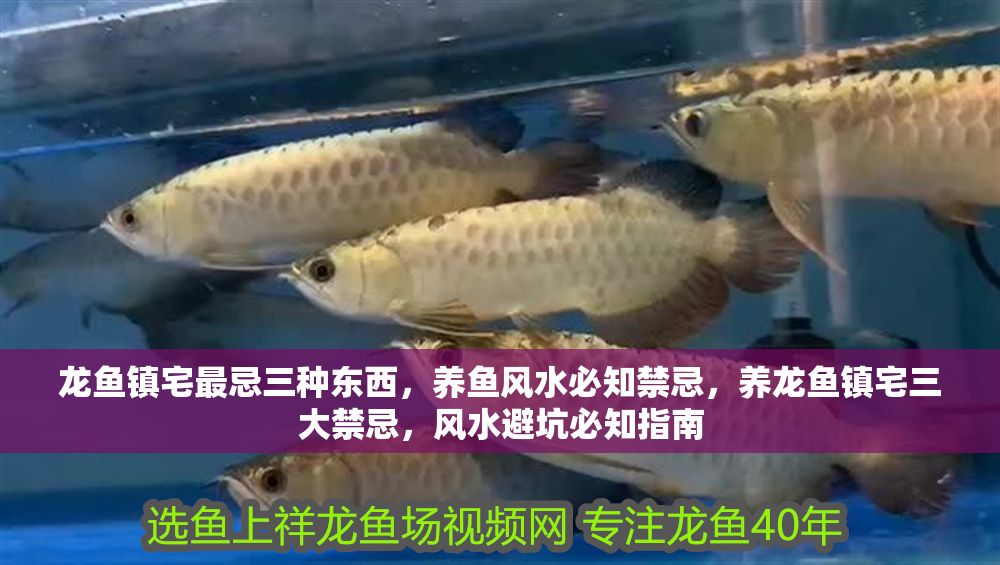 龍魚鎮宅最忌三種東西，養魚風水必知禁忌，養龍魚鎮宅三大禁忌，風水避坑必知指南