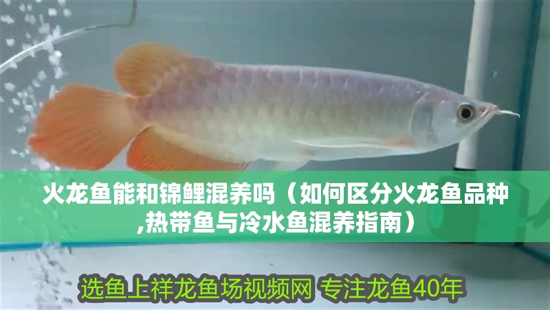 火龍魚能和錦鯉混養嗎（如何區分火龍魚品種,熱帶魚與冷水魚混養指南）